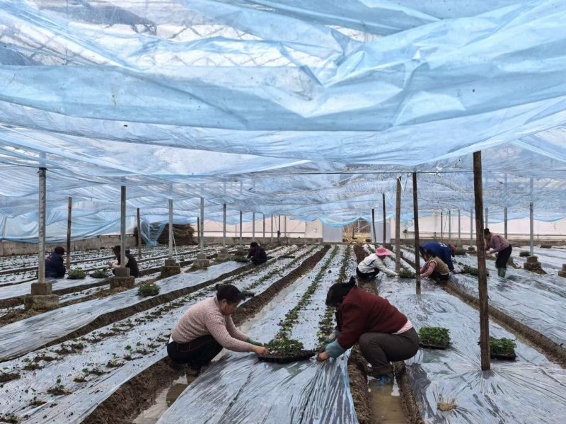 长丰左店镇：党建领航产业兴 共富路上谱新篇