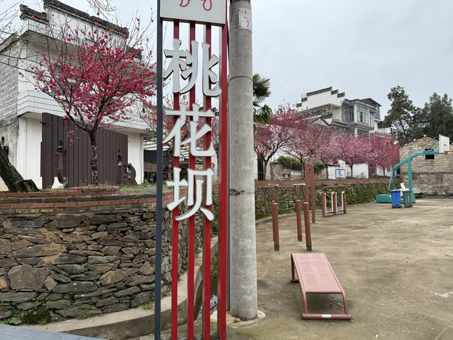 歙县徽城镇：桃花坝上春如锦 大梅口村迎客来