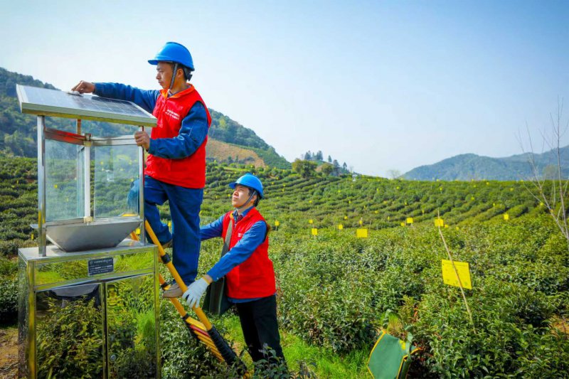 “阳光茶园行”服务春茶飘香