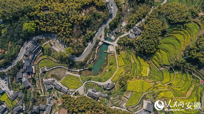 俯瞰徽州区灵山村的油菜花海。人民网记者 张俊摄