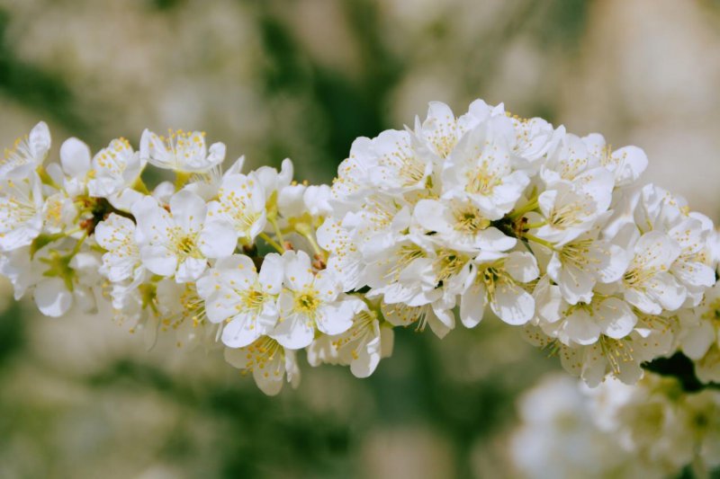 东至县青山乡中村村生态果园中近百亩洁白的李花迎春怒放