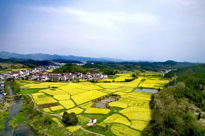东至县青山乡中村村近万亩油菜花开