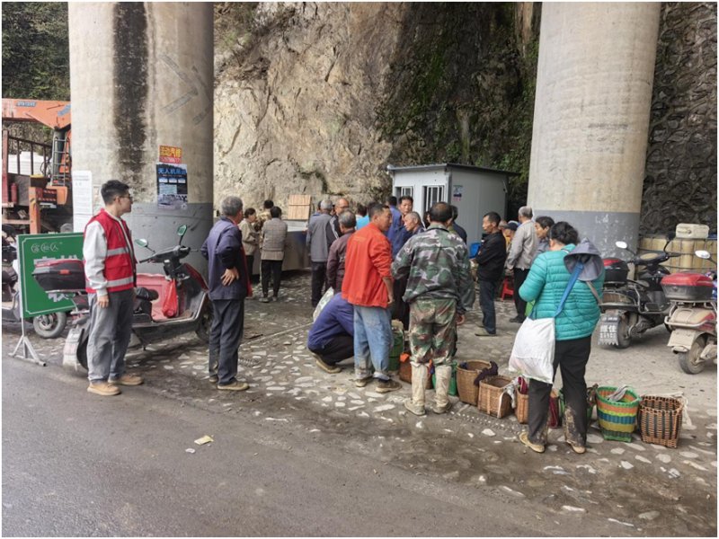 黄山富溪乡：春茶采摘忙 志愿暖茶乡