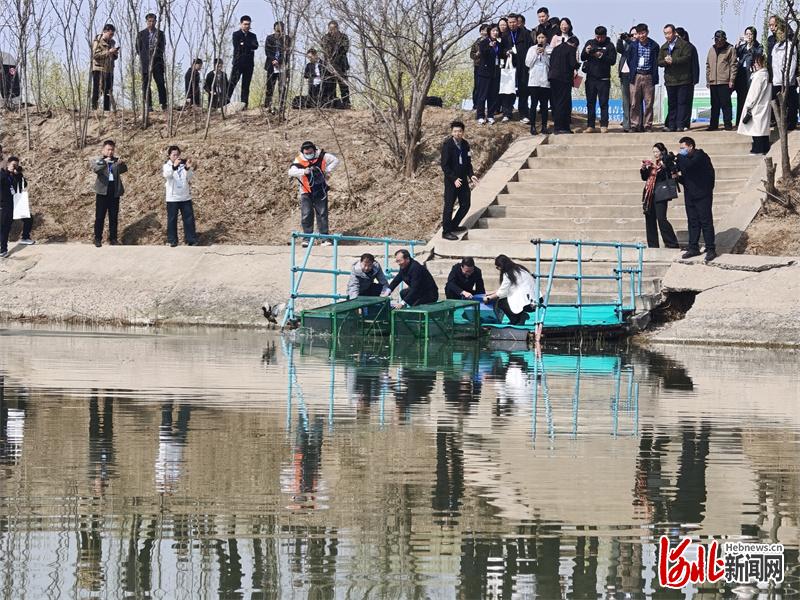 全球首次！青头潜鸭在衡水湖野化放飞，为世界极危物种保护提供“中国方案”