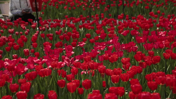 “景”上添花 “体验经济”释放消费新动能