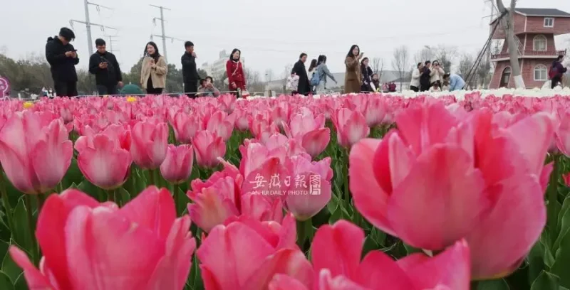 春风十里，不如江淮遇你