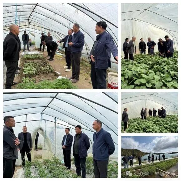 祁门县老科协蔬菜专题组专题调研蔬菜产业