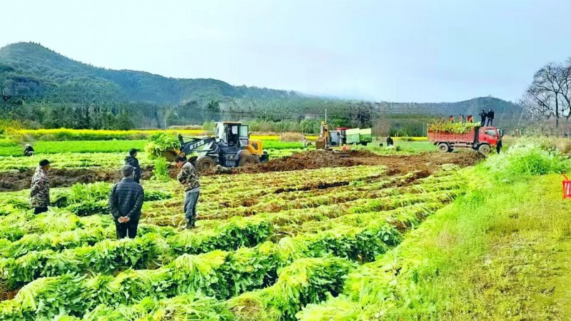 东至青山乡：雪菜采收忙 乡村产业旺