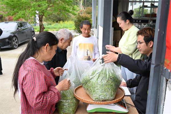 祁门：四月茶飘香 茶企生产忙