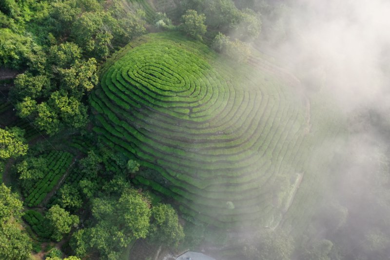 安徽石台高山茶园 吴建平摄(5)