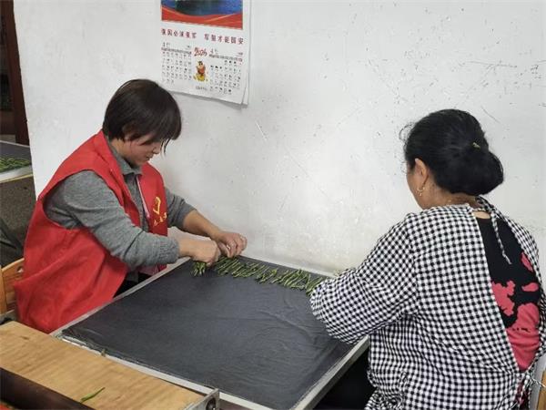 茶季闪耀“志愿红” 义务帮忙添茶香