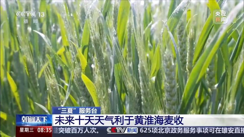 视频丨“三夏”抢收正值汛期，如何科学开展“龙口夺粮”？