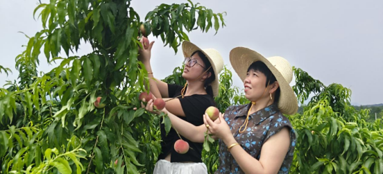 东至洋湖镇：生态桃园甜蜜开园