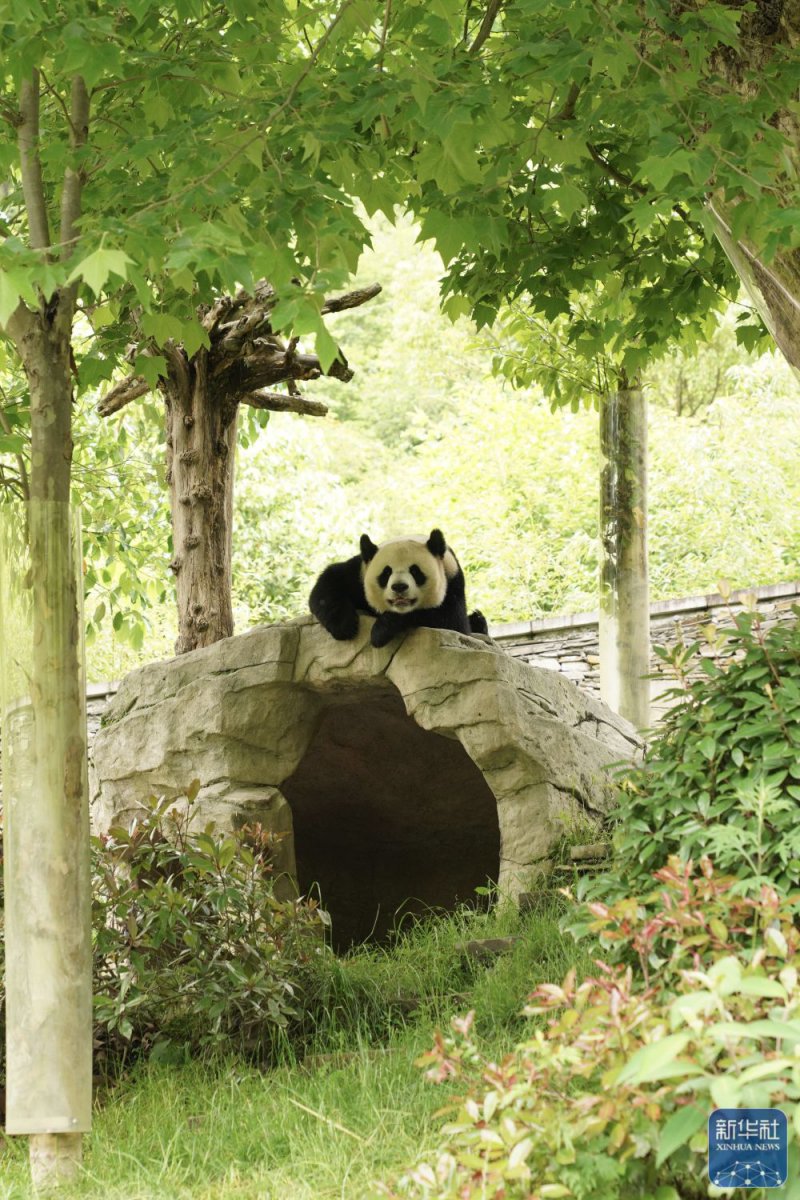 探访中国大熊猫保护研究中心卧龙神树坪基地
