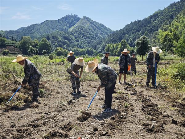 祁门祁红乡：田间课堂践初心 躬身劳作助农兴