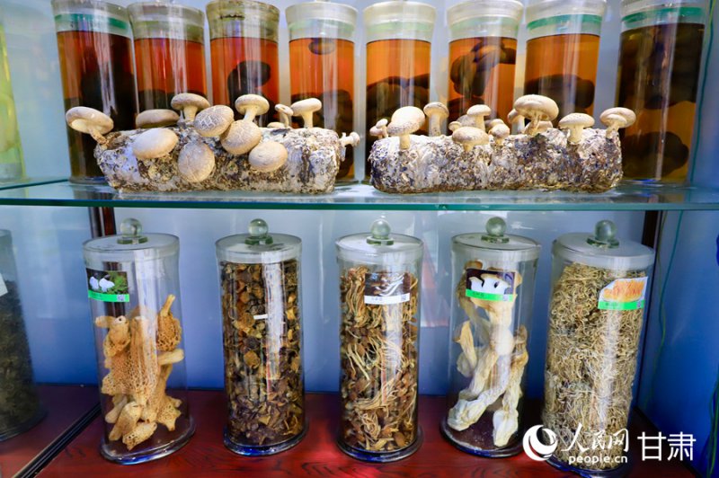 甘肃省食用菌遗传育种重点实验室中展示的祁连山菌物干制标本。人民网记者 焦隆摄 甘肃省食用菌遗传育种重点实验室中展示的祁连山菌物干制标本。人民网记者 焦隆摄
