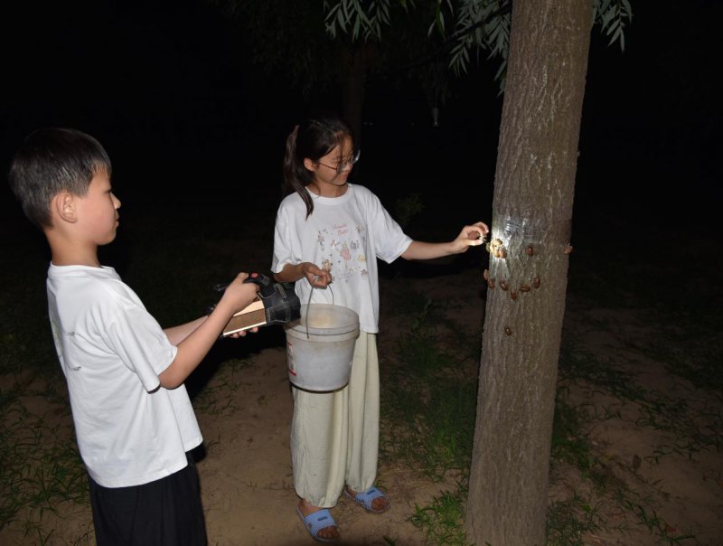 夜里捕捉金蝉的幼虫。李艳龙摄