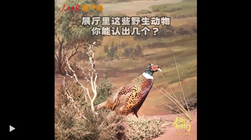 美丽中国行 | 这些高原生灵，你能认出几个？