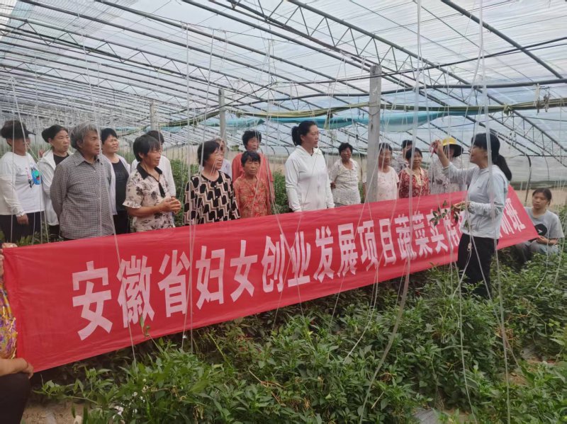 淮北渠沟镇：农技赋能巾帼创业 