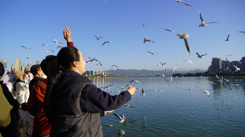 市民游客在江边投喂飞来汉中越冬的红嘴鸥(资料图)。汉中市委宣传部供图