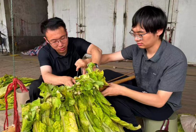 皖南烟叶：既当“烤烟手” 又做“知农人”