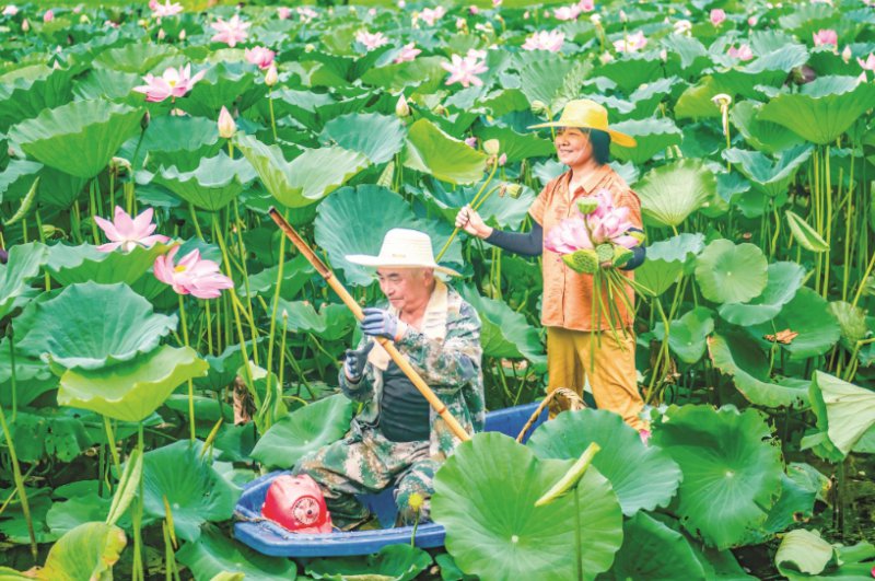 荷塘采莲忙