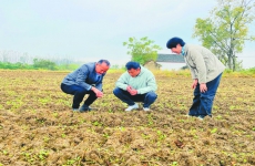 合肥全市油菜播种完毕
